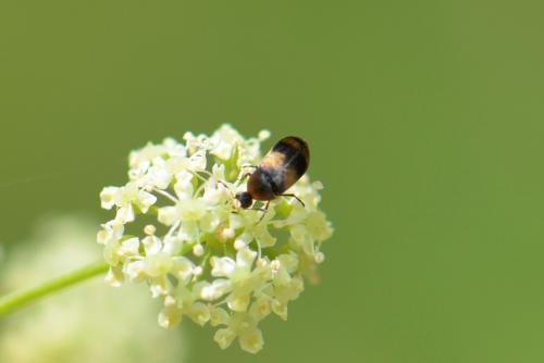 Réf. 272 598 : Anaspis quadrimaculata